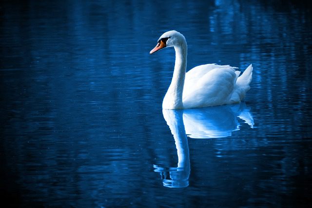 blue-toned swan on dark blue water