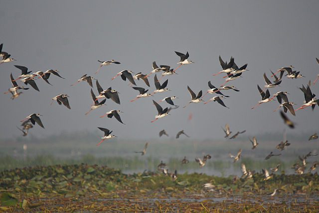 A flock of birds flying shows the importance of having both wings with which to fly: your dreams, and your family's. a flock of birds with dark wings, white bodies and red legs