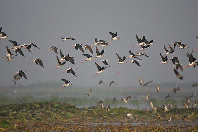 a flock of birds with dark wings, white bodies and red legs