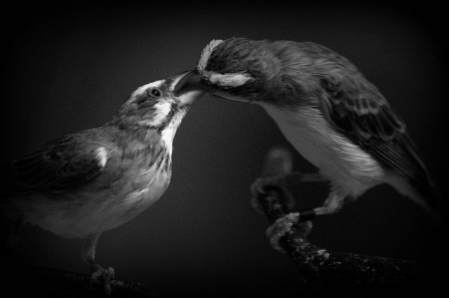 one bird feeding another bird by putting food in its mouth.