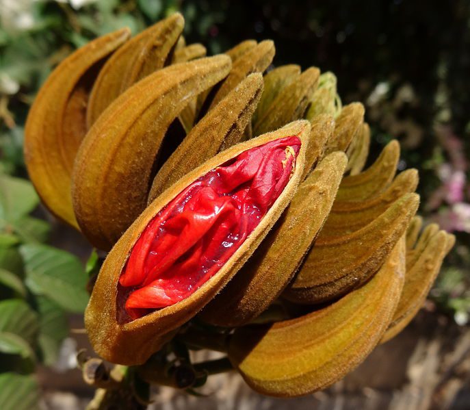 red-petalled center of one husk amid brown husks, opening