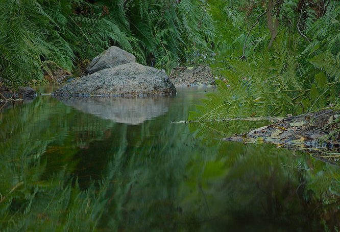 close-up of a lake with rocks in it and ferns around it